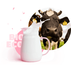Black and white cow and a jug of milk